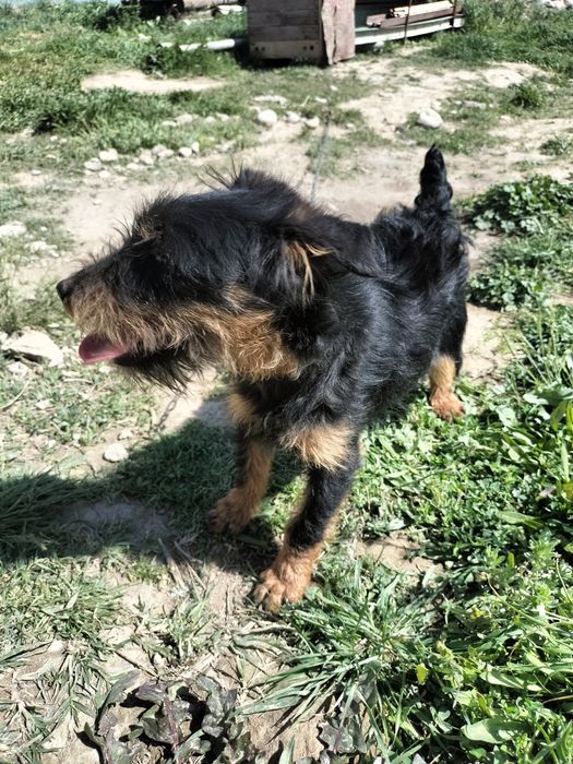 Ассалаумағалейкум яг сатылады ұрғашы 7 айлық