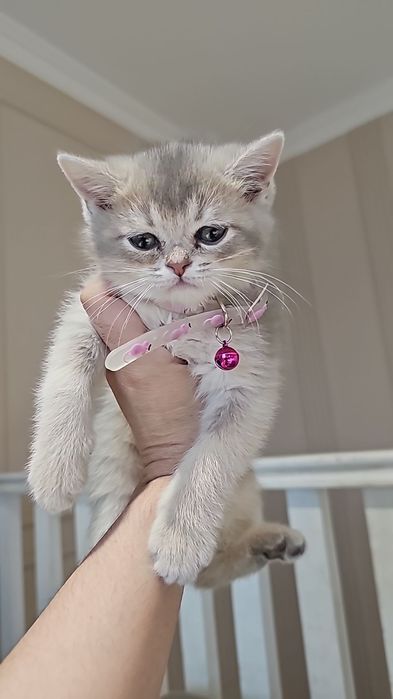 Голубая Британская Шиншила