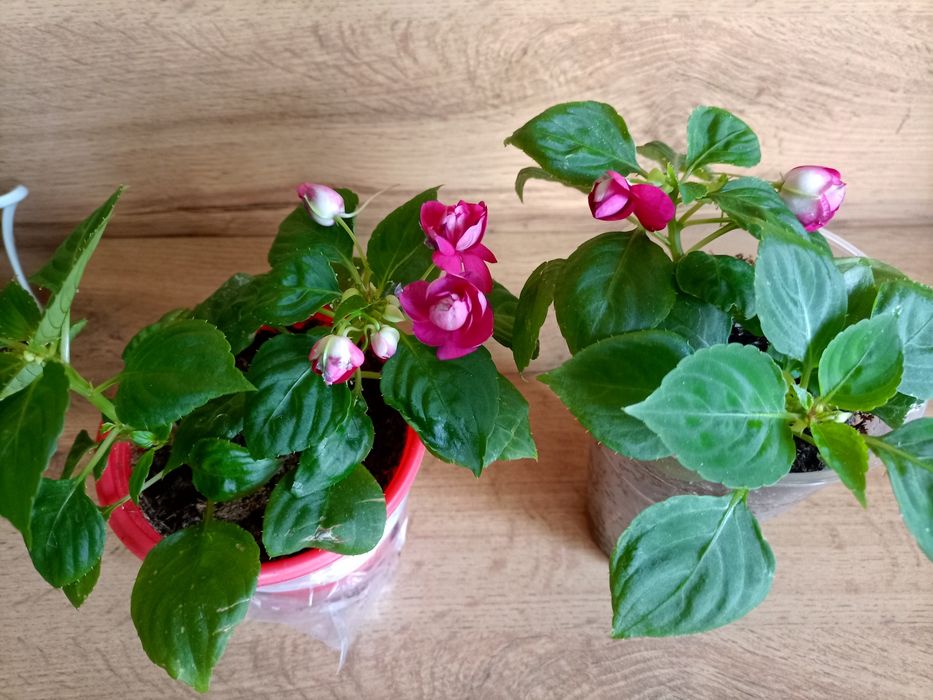 Бальзамины. Сортовые.