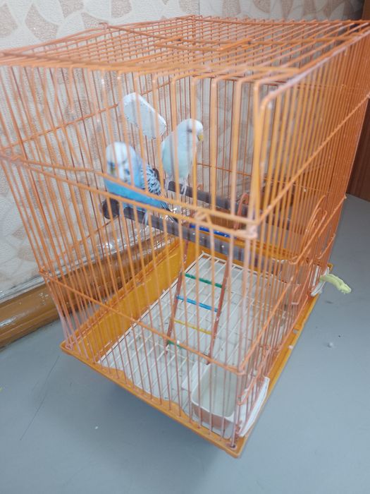 волнистые попугаи