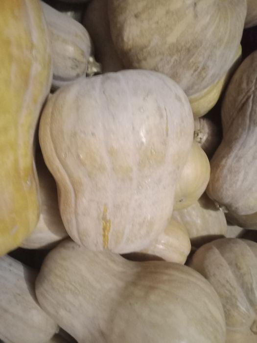 Тыква японка по 250тг.