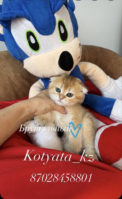 Золотые мишки с полным пакетом документов