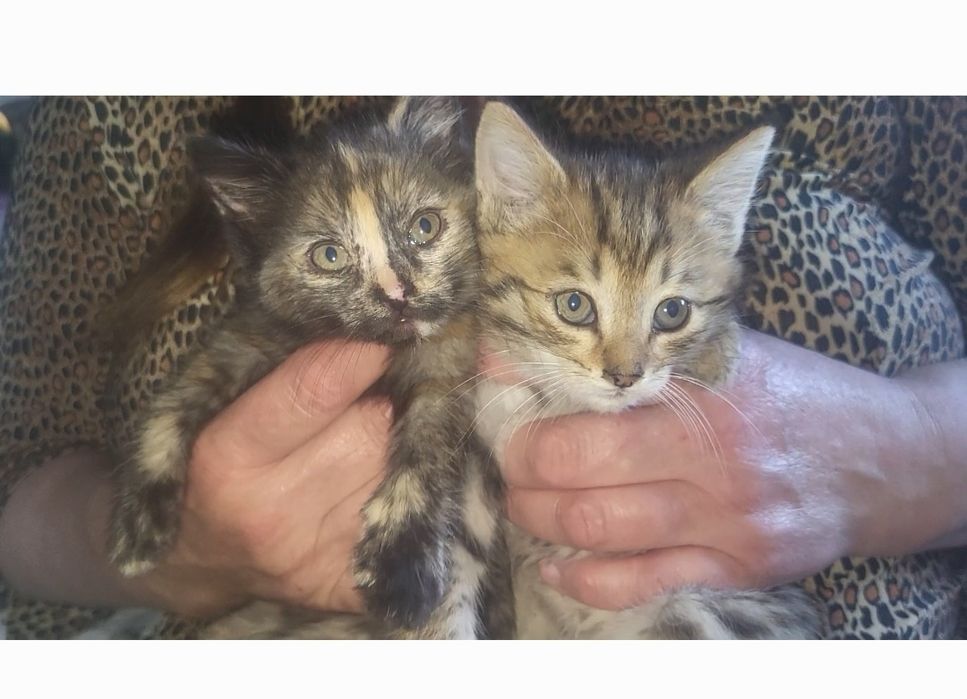 Бесплатно отдам в добрые руки котят