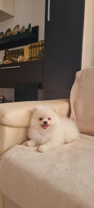 Mascul pomeranian