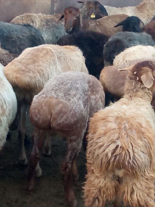 Продам баранов этого года
