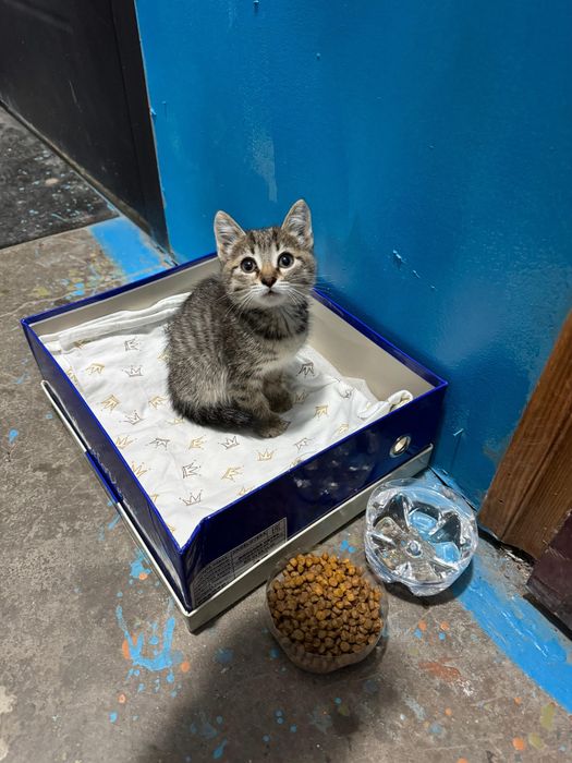 Отдам котенка в добрые руки