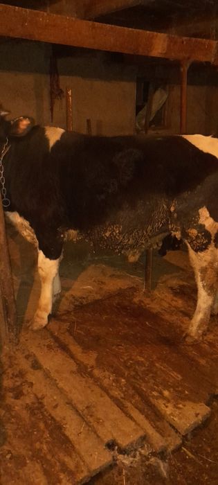 Бычки полторашки