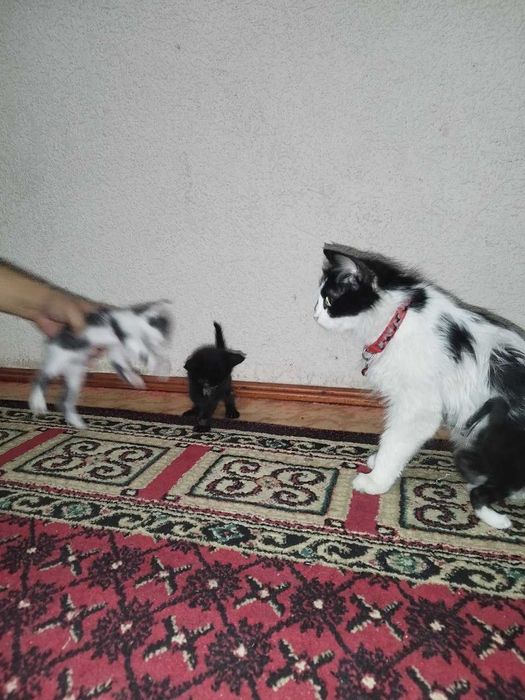 Uy mushugi 3 ta bolasi bor