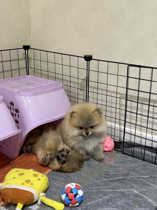 Померанский шпиц