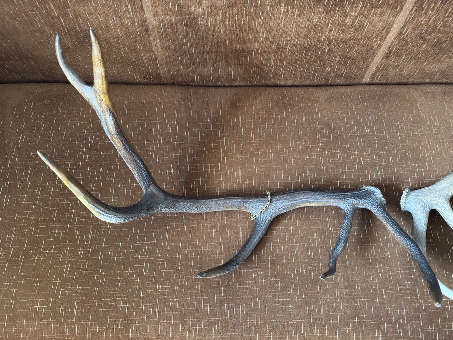 Trofeu coarne de cerb