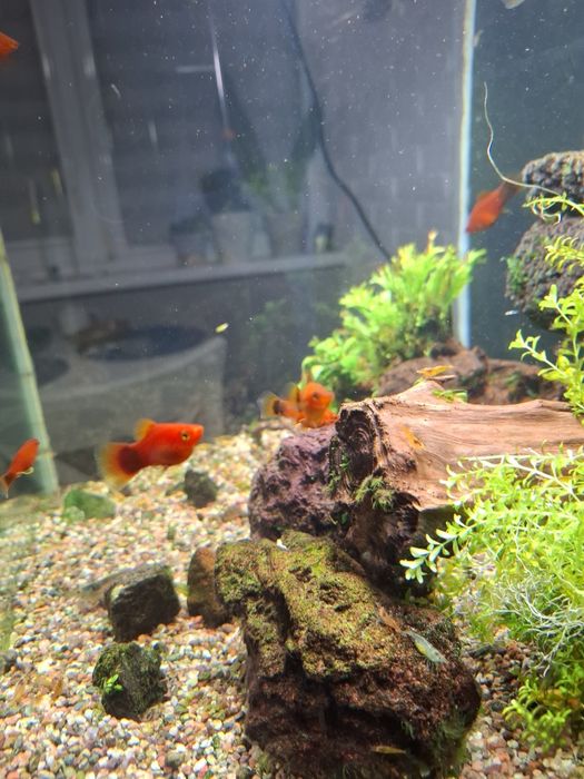 Аквариум 60 литров.