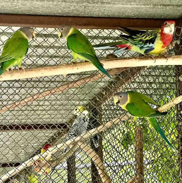 Продаются попугаи