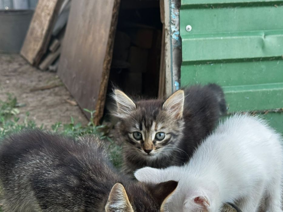 Котят в добрые руки
