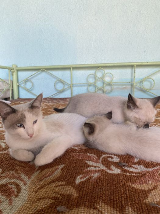 Отдам котят в хорошие руки