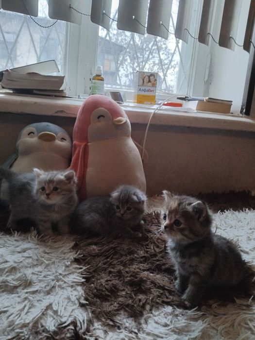 Продажа великолепные  котята