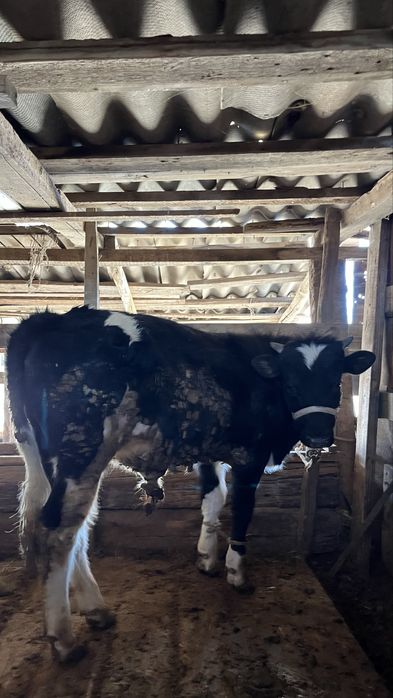 Тараз қаласы өрнек ауылы