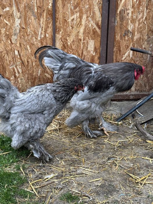 Disponibila brahma albastru