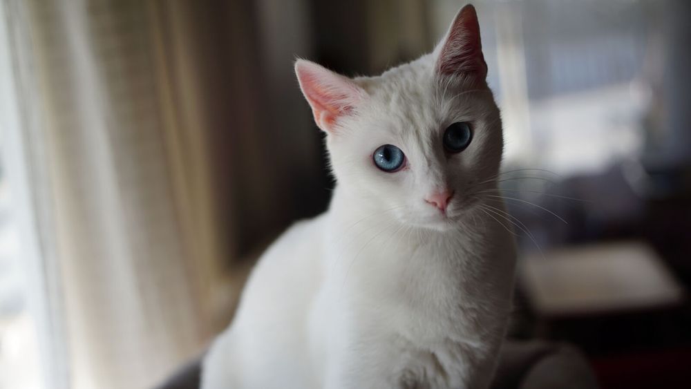 Sony A6000 + 16-50мм обектив - Перфектна Камера за Социални Медии