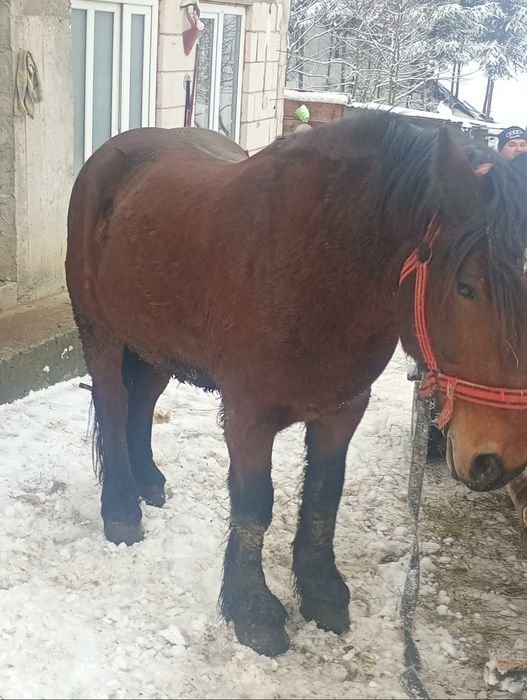 De vânzare mânză de 3 ani și cal de patru ani