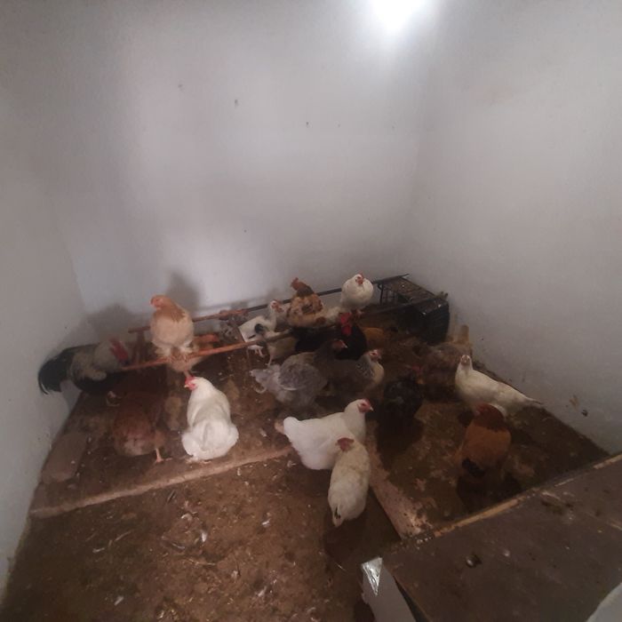 Тауык 5000 тенге