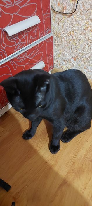 Кот, 2 года. Черный.