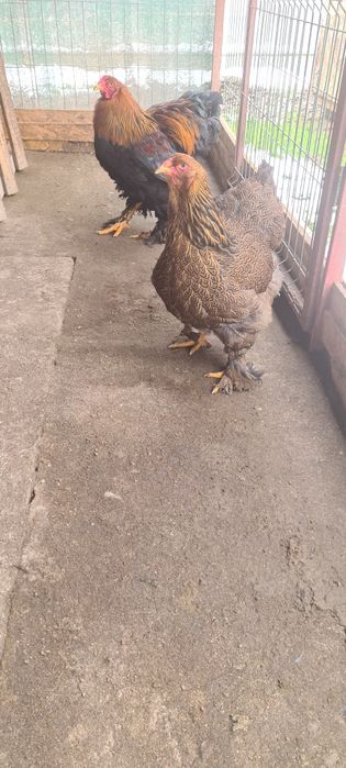 Pereche Brahma potarnichiu