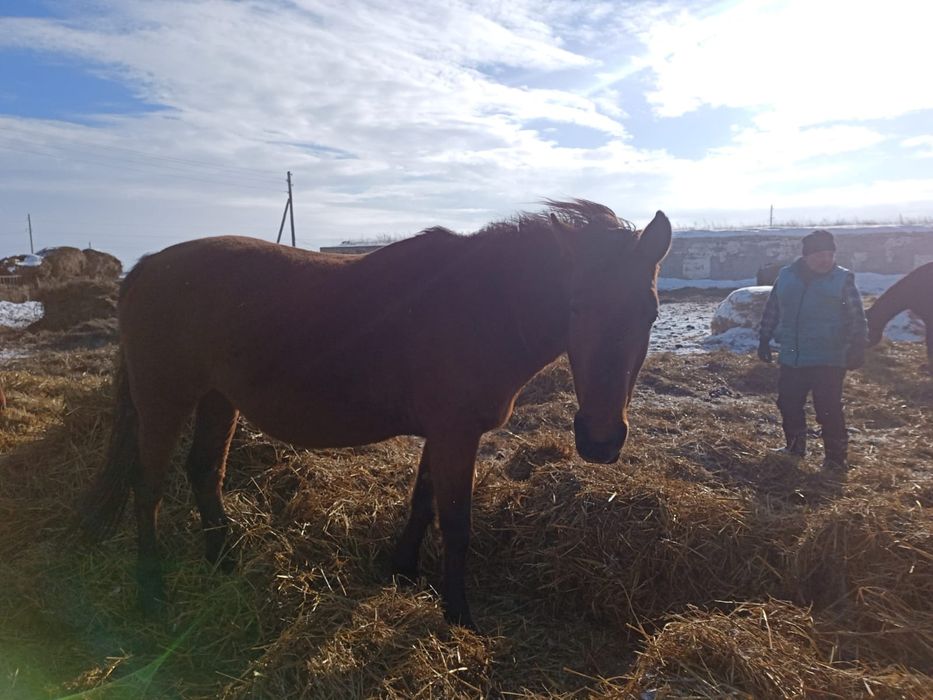 Продам лошадей (кобылы)