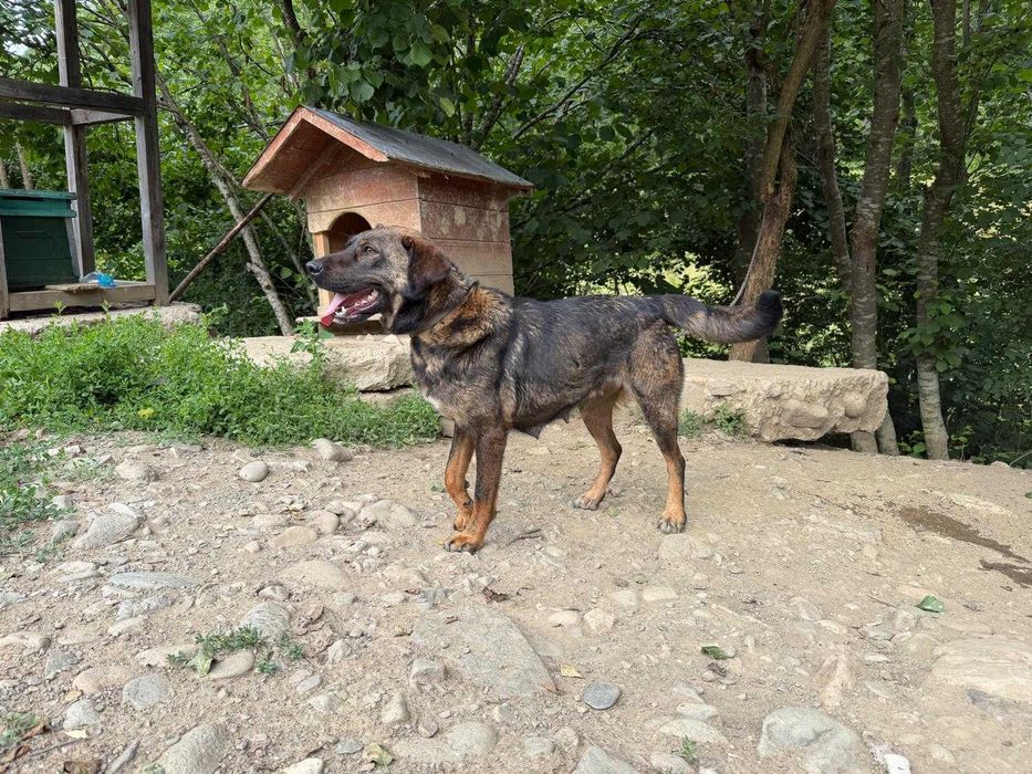 Metis cu Copoi Ardelenesc (cățelusa) spre adopție