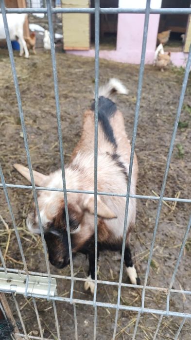 Vând sau schimb cu diverse