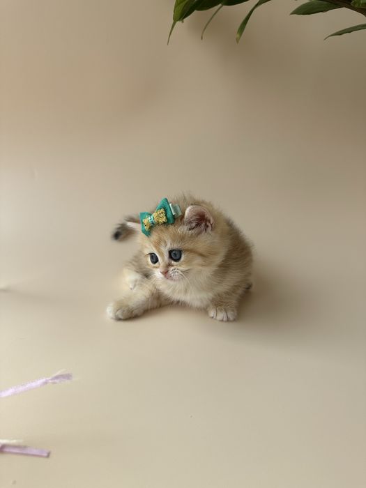 Британские котята Шиншиллы