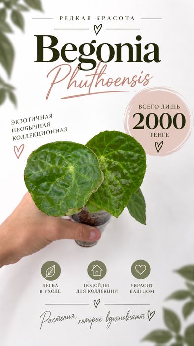 Монстера Эскелето