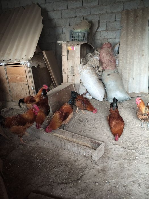 Кучинские петушки