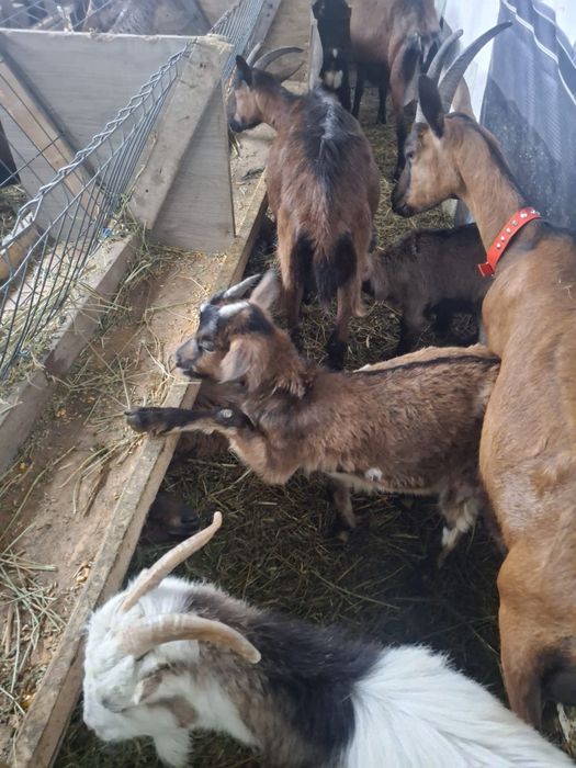 De vînzare iezi pentru pasti