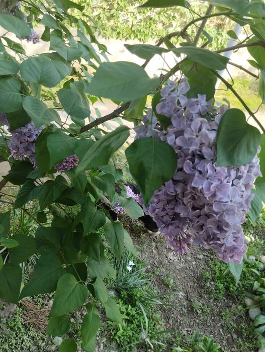 Продаю дома цветы и кустарники, очень красивые, красят ваш интерьер  с