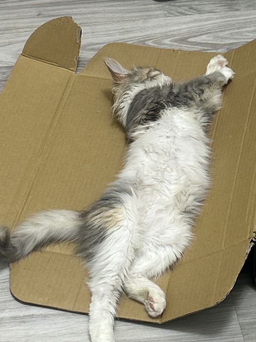 отдам котенка в добрые руки