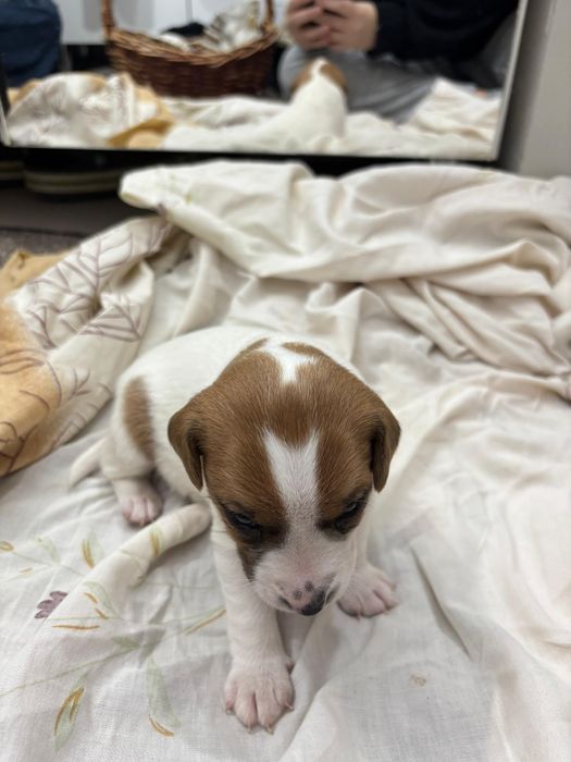 Джек Рассел щенки мальчики