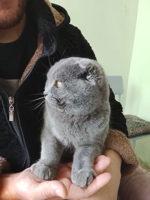 Srochna sotiladi erkak