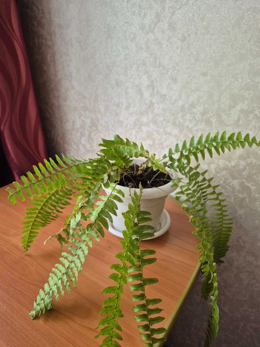 Продам комнатные цветы с горшками