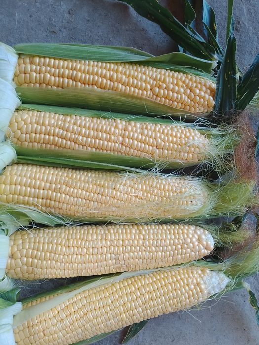 Shirin Makka joʻxori