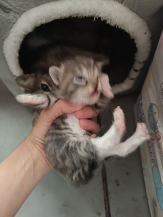 Котята, в добрые руки!