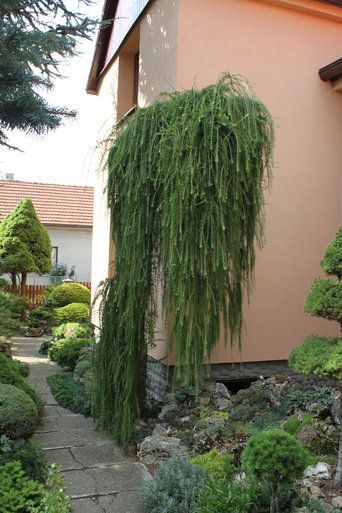 Larix Plangator .