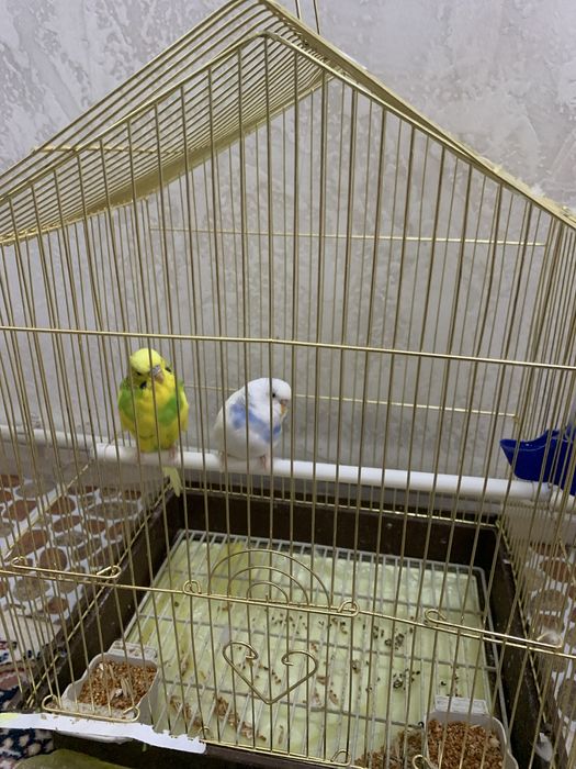 Папугай      ……..