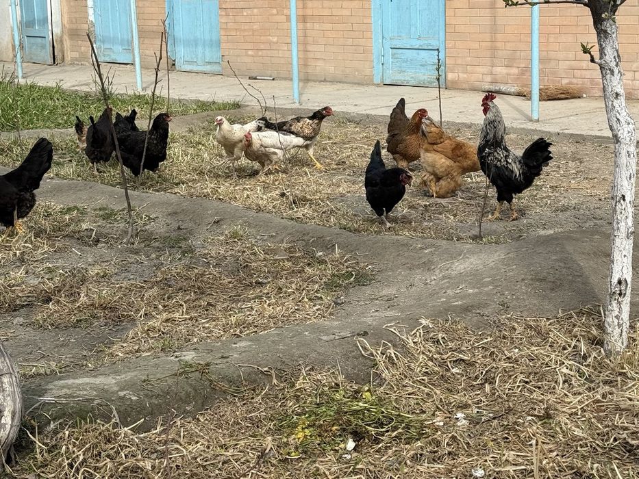Тугадиган хонаги товуклар сотилади