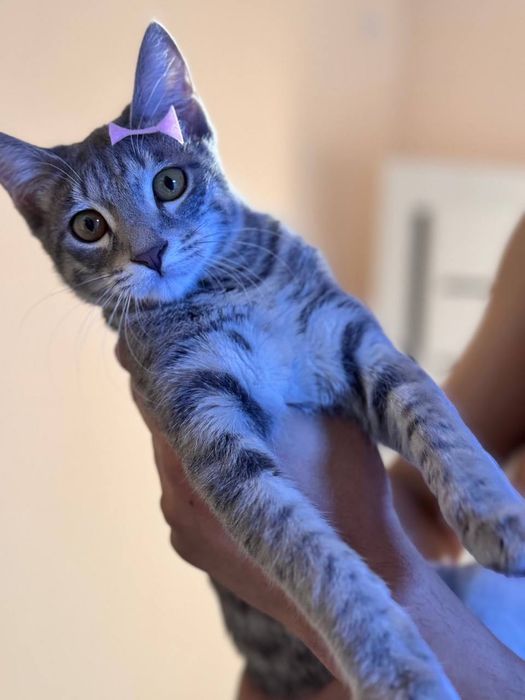 Домашняя кошка, в подарок латок и миски