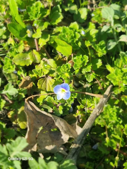 Galaxy S21 5G 128/8gb