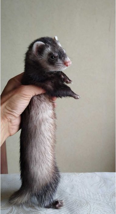 продавам декоративни порчета фретка