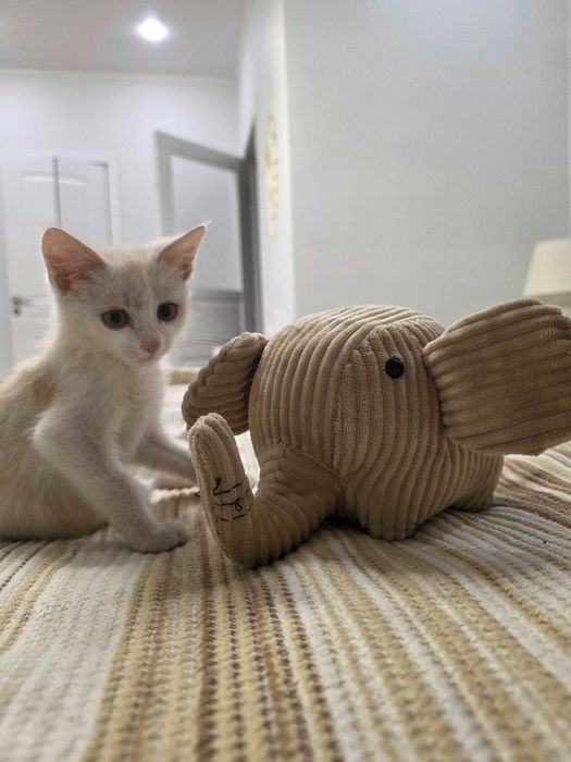 Котенок в добрые руки