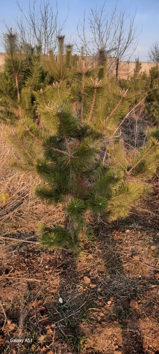 Sasna tozasi sotiladi 1,2,3metrlilari bor