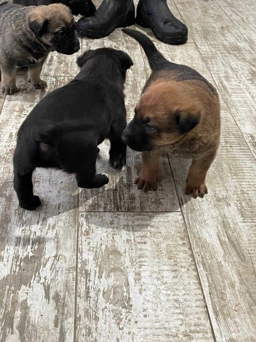 Se ofera spre adoptie