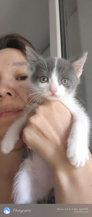 Девочка котенок возраст 1м